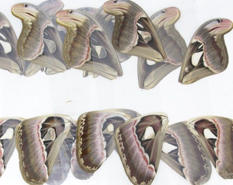 8 Atlas Moth Wings LAMINATED Sealed Real Giant Atlas Moth Wings