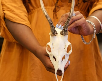 Vintage Roe Deer Skull (1970-90's)