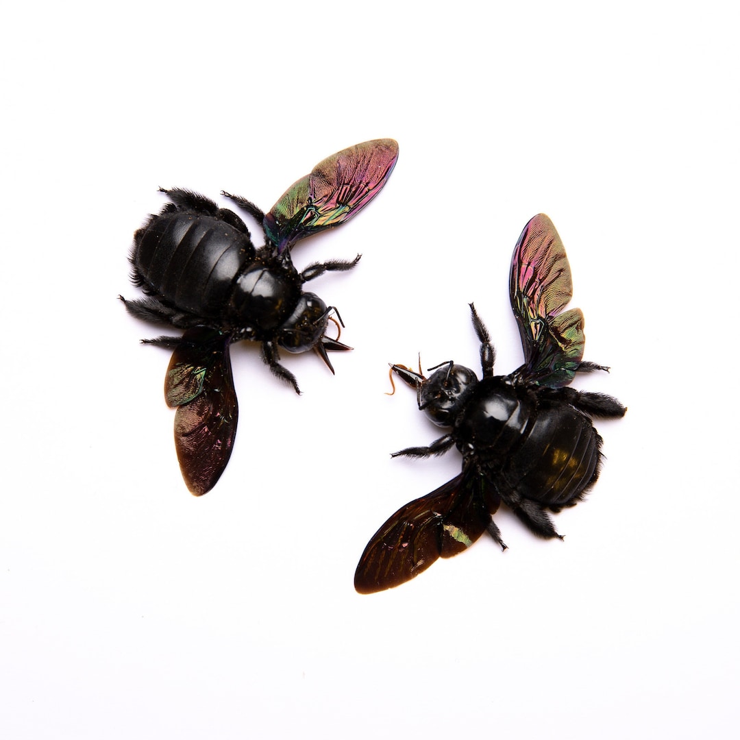 TWO (2) Giant Black Carpenter Bees (xylocopa Latipes) | A1 Spread ...