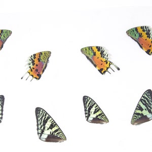 May include: Seven colorful butterfly wings arranged on a white background. The wings are a mix of green, yellow, orange, black, and white.