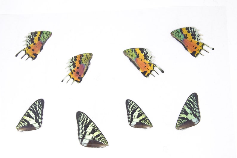 May include: Seven colorful butterfly wings arranged on a white background. The wings are a mix of green, yellow, orange, black, and white.