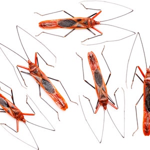 May include: Six red and black insects with long legs and segmented bodies are arranged on a white background. The insects are all facing different directions.