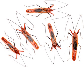 FIVE (5) Long-bodied Bug (Lohita grandis) A1 Specimens 60-80mm Macrocheraia grandis