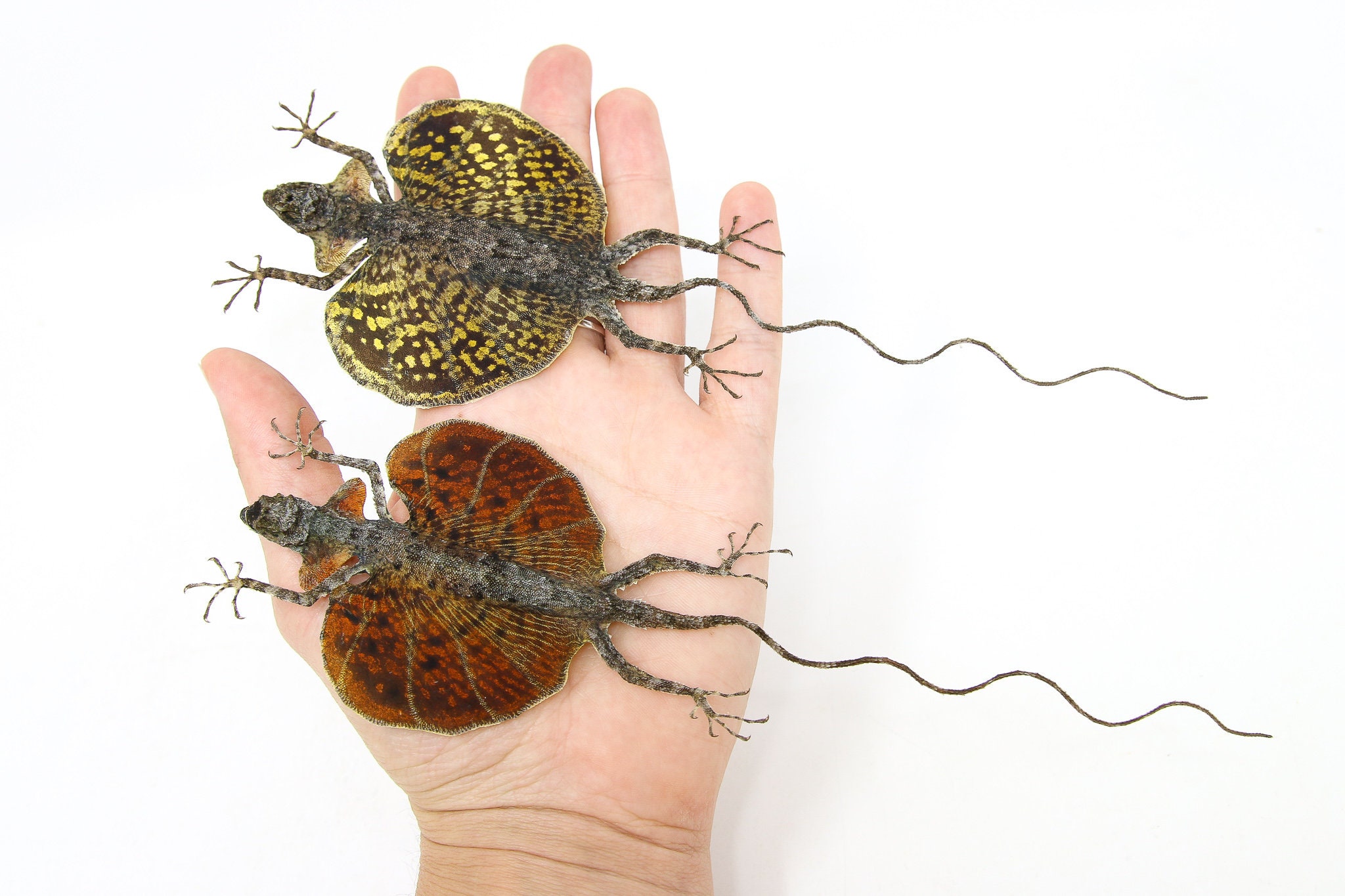 Pair of (2) Draco Flying Lizards (Draco haematopogon) A1 Spread