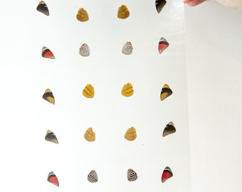 Butterfly Wings GLOSSY LAMINATED SHEET Real Ethically Sourced Specimens Moths Butterflies Wings for Art -- S65