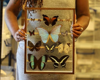 Antique Butterfly Glass Cased Display ex-London Natural History Museum’s Rothschild, Cockayne & Kettlewell Collection 38×29×6 cm (ROTH14)
