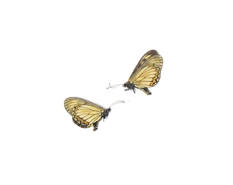 TWO (2) Acraea issoria, The Yellow Coster | A1 Real Dry-Preserved Butterflies | Unmounted Entomology Taxidermy Specimens