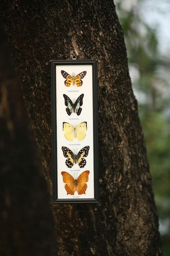 5 Butterflies Framed Ethical Butterfly Specimens Mounted Etsy