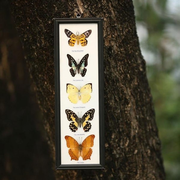 5 Butterflies Framed | Ethical Butterfly Specimens Mounted Under Glass in a Wall Hanging Frame 15 x 5 inches. Gift Boxed