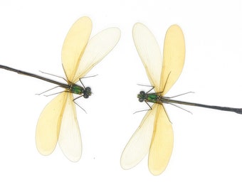 TWO (2) Female Damselfly (Neurobasis kaupi pavo) SPREAD-WINGS A1 Entomology Specimens