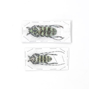 2 x Besouros de chifre longo de hortelã | Anoplophora birmanica Tailândia 50-60 mm | Espécimes de insetos para arte entomológica
