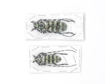 2 x Mint Long-horn Beetles | Anoplophora birmanica Thailand 50-60mm | Insect Specimens for Entomology Art