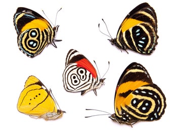 FIVE (5) Peruvian Number-Wing Butterflies A1 Mixed Assorted Callicore, Diaethria, Perisama