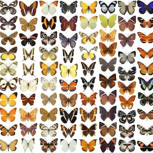 10 WINGS-OPEN SPREAD Butterfly Specimens for Artistic Creation, Framing, Collecting, A1 Fine Quality