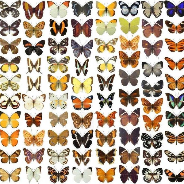 10 WINGS-OPEN SPREAD Schmetterlinge Specimen für künstlerische Kreation, Einrahmung, Sammeln, A1 Fine Quality