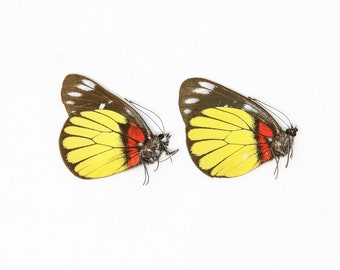 Two (2) Delias crithoe, Dry-Preserved Butterfly Specimens, Entomology Lepidoptera Taxidermy Butterflies Insect Art Supplies