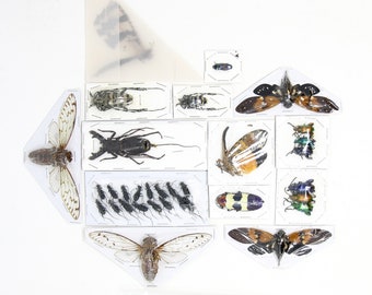 Assorted Entomolgy Specimens (Thailand) A1 Unmounted Dried Insect Collection, LOT*106