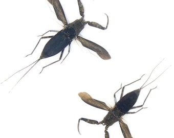 LOT OF 5 SPREAD Water Scorpions (Laccotrephes archipelagi) A1 Entomology Specimens