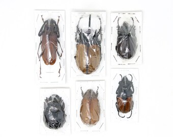 Assorted Specimens Insect Collection (Thailand) A1 Unmounted Dried Beetles, Coleoptera LOT*175