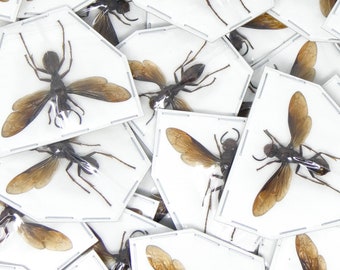 Lot of 10 SPREAD Paper Wasps (Polistes tenebricosus) A1 Wings-open