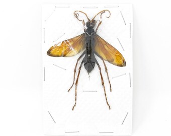 巨大寄生蜂、本物の保存標本、昆虫学剥製、昆虫アート用品 (SKU#HY01
