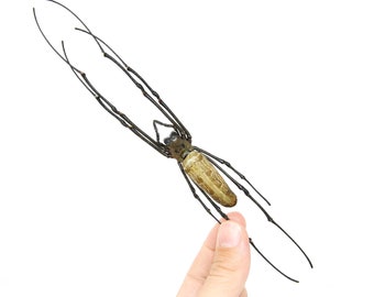 TWO (2) x Golden Orb Weaver Spiders (Nephila pilipes) A1 Dry-preserved Specimen 8 inches