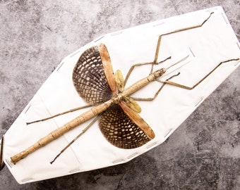 Buru Giant Stick Insect (Anchiale buruense) 17cm+ A1 Real Entomology Taxidermy Specimen from Indonesia