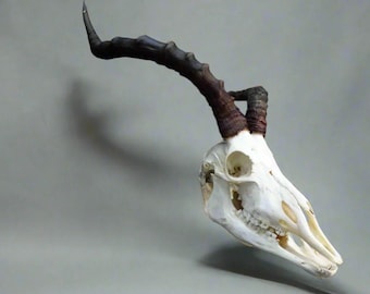 Large African Impala Skull (Aepyceros melampus) Non-CITES species