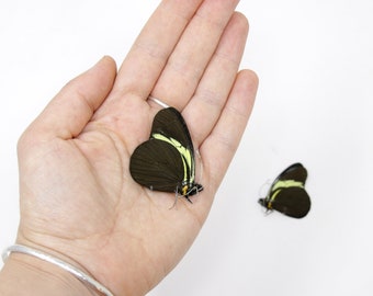 2 x The Darkened White Butterflies | Pereute charops  | Dry-Preserved Unmounted Butterfly Specimens A1