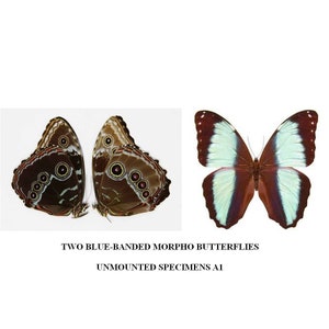 TWO (2) Morpho achilles, Blue South American Butterflies | Dry-preserved unmounted specimens A1