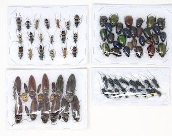 Assorted Specimens Insect Collection (Thailand) A1 Unmounted Dried Beetles, Coleoptera LOT*140