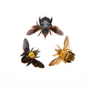 THREE (3) Carpenter Bees Collection (Xylocopa species) A1 Spread Specimens
