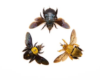 THREE (3) Carpenter Bees Collection (Xylocopa species) A1 Spread Specimens