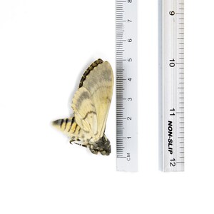 Peut inclure: Un papillon de nuit mort aux ailes brunes et jaunes, mesurant environ 4 cm de long, est pr&eacute;sent&eacute; sur un fond blanc avec une r&egrave;gle pour l'&eacute;chelle.