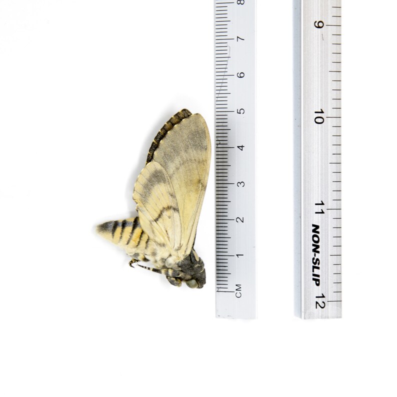 Peut inclure: Un papillon de nuit mort aux ailes brunes et jaunes, mesurant environ 4 cm de long, est pr&eacute;sent&eacute; sur un fond blanc avec une r&egrave;gle pour l'&eacute;chelle.