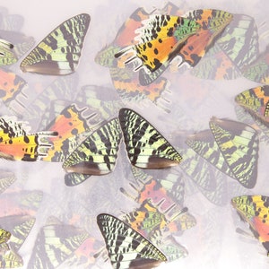 May include: A collection of colorful butterfly wings with green, black, orange, and white patterns. The wings are arranged in a random pattern on a white background.