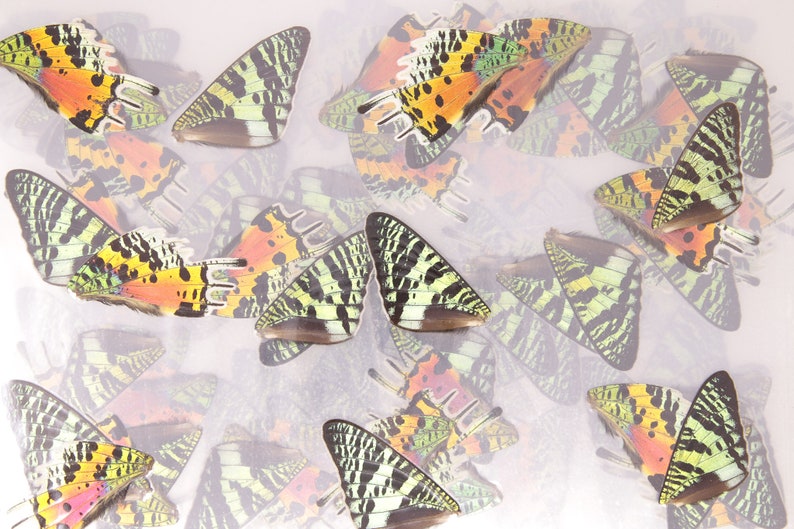May include: A collection of colorful butterfly wings with green, black, orange, and white patterns. The wings are arranged in a random pattern on a white background.