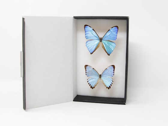 ArtButterflies - Etsy 日本