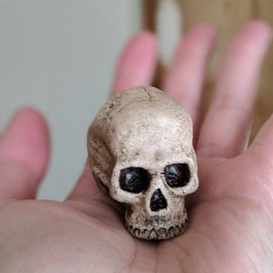 1:4 Schaal Hars Human Skull Replica - Zonder Mandible