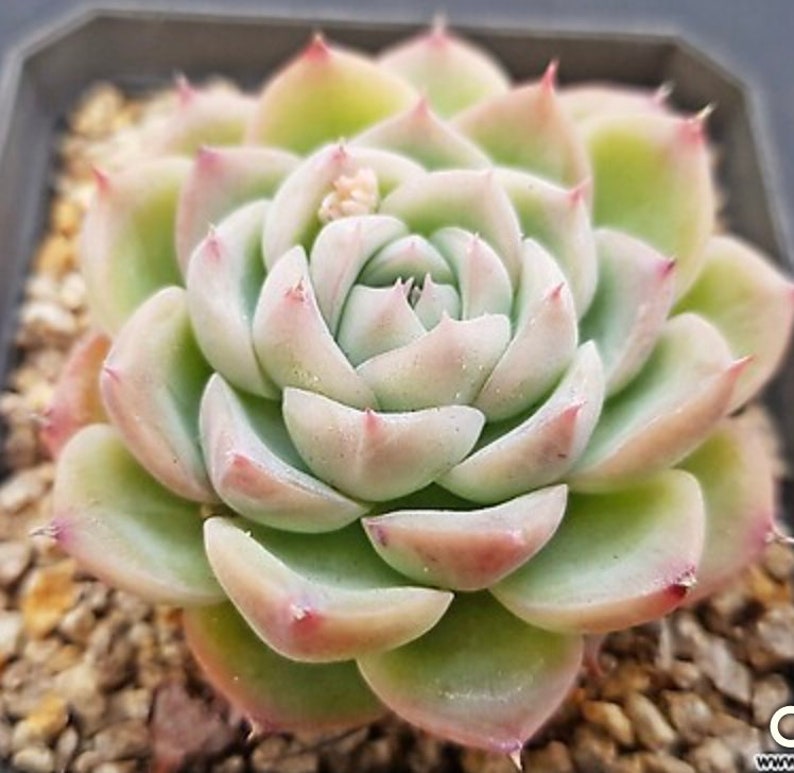 Echeveria Elegans Potosina 'Crystal Rose' Korean | Etsy