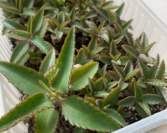 Mexican Hat Plant also known as Mother of Thousands Kalanchoe x 1 Young Plant.