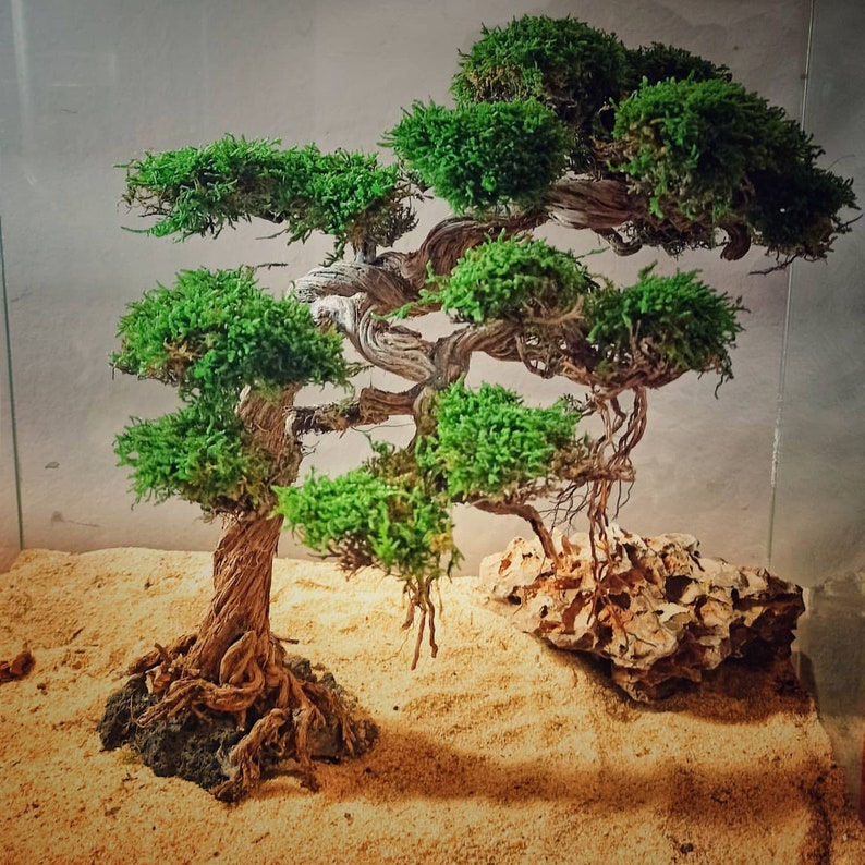  Aquarium  moss tree  Bonsai  Driftwood bonsai  bonsai  tree  Etsy