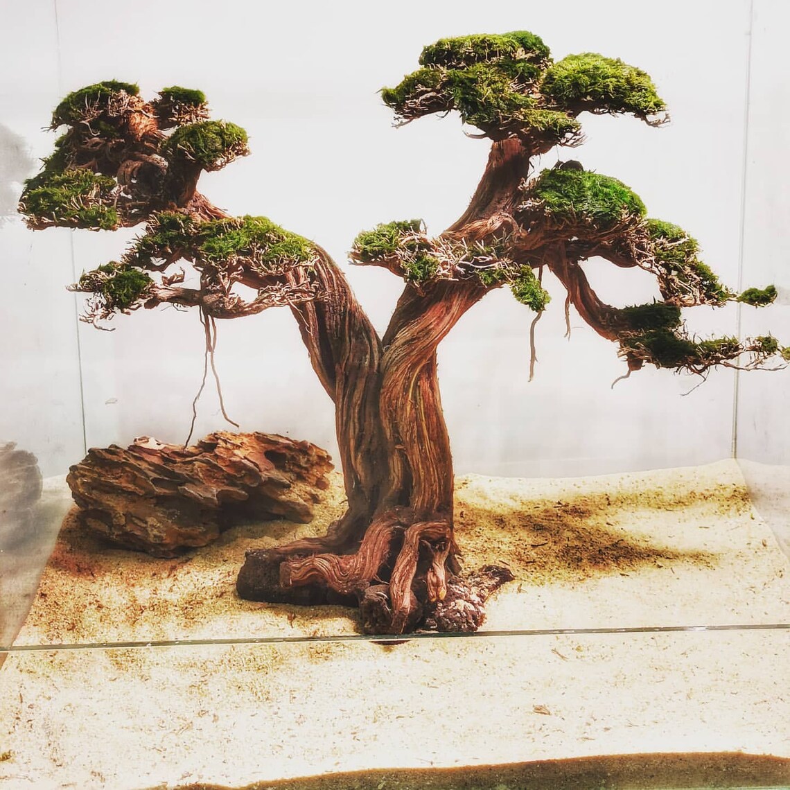 Aquarium moss tree Bonsai Driftwood bonsai bonsai tree Etsy