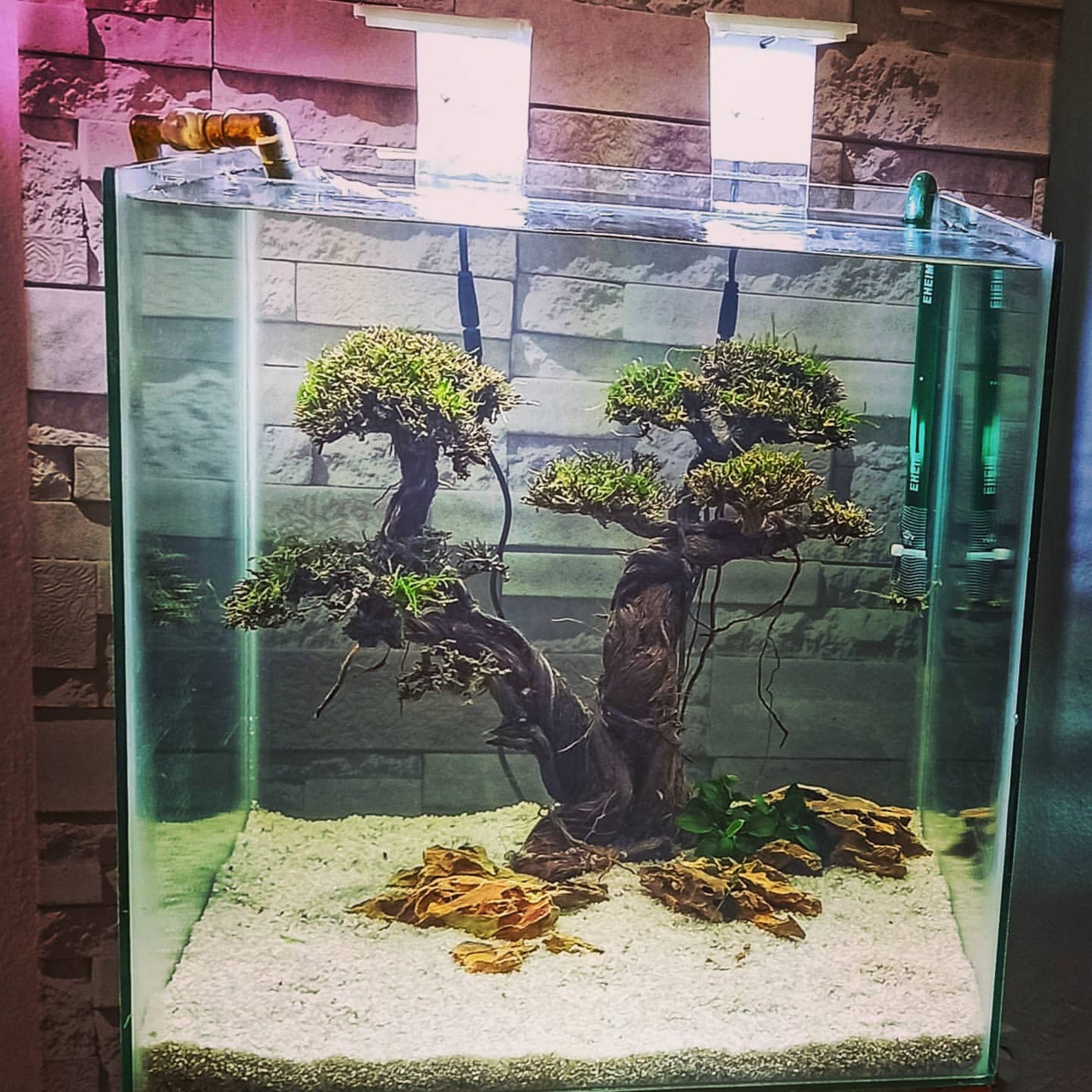 Aquarium moss tree Bonsai Driftwood bonsai bonsai tree Etsy