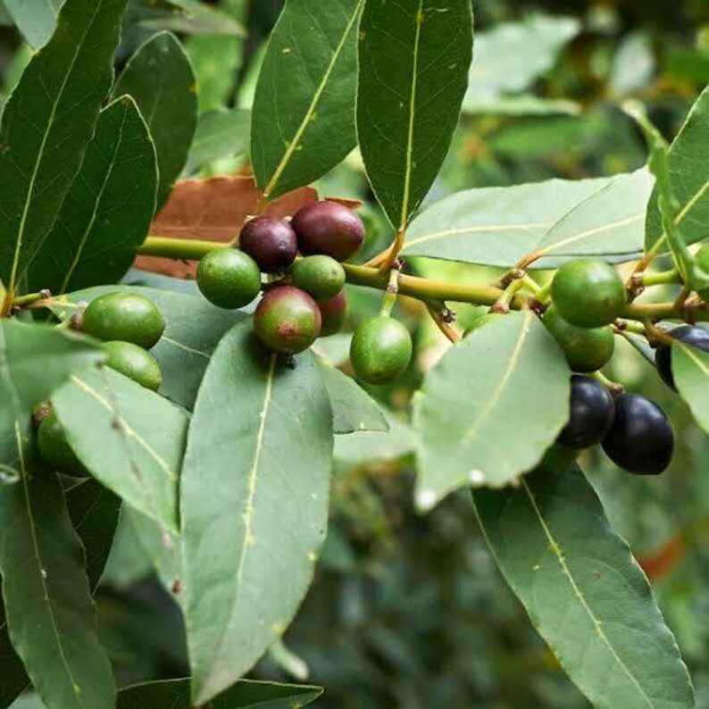 Organic Bay Laurel Seed Hemorrhoid Treatment in 10 days | Etsy