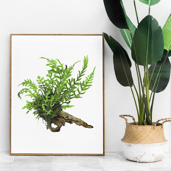 Bolbitis Heudelotii Digital Illustration - Aquatic Plant Art