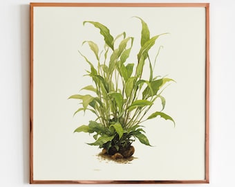 Cryptocoryne Wendtii Green Digital Illustration - Aquatic Plant Art