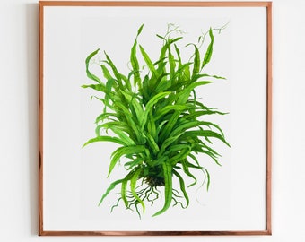 Microsorum Pteropus Digital Illustration - Aquatic Plant Art