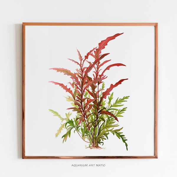 Hygrophila Pinnatifida Digital Illustration - Aquatic Plant Art