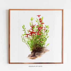Ludwigia Palustris Red Digital Illustration - Aquatic Plant Art
